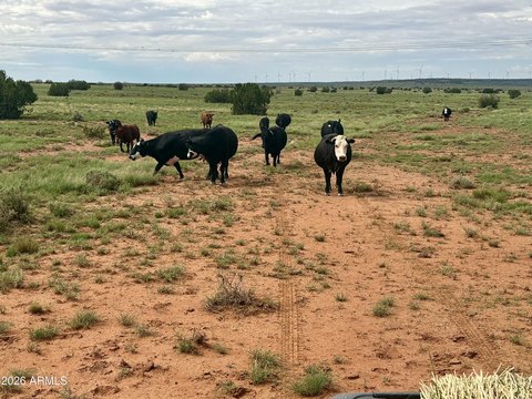 Working Cattle Ranch