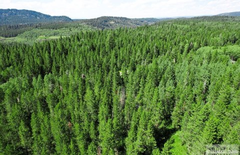 Land Backing National Forest
