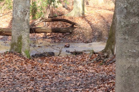 296 Acres in Hawkins County