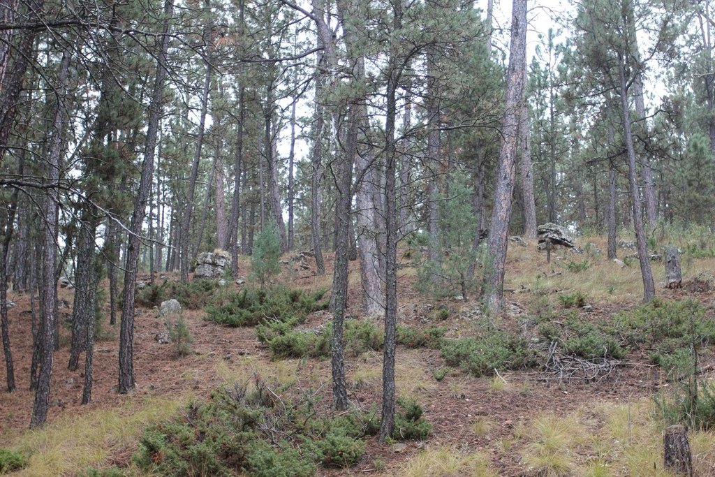 Picture 6