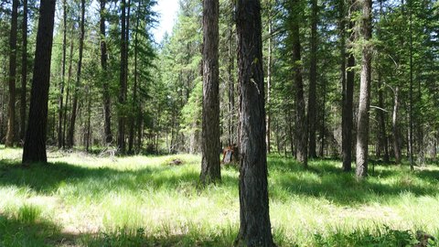 Land, Libby, MT