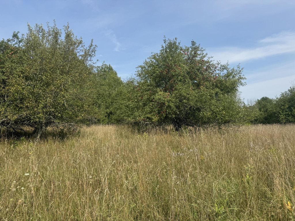 Picture 17