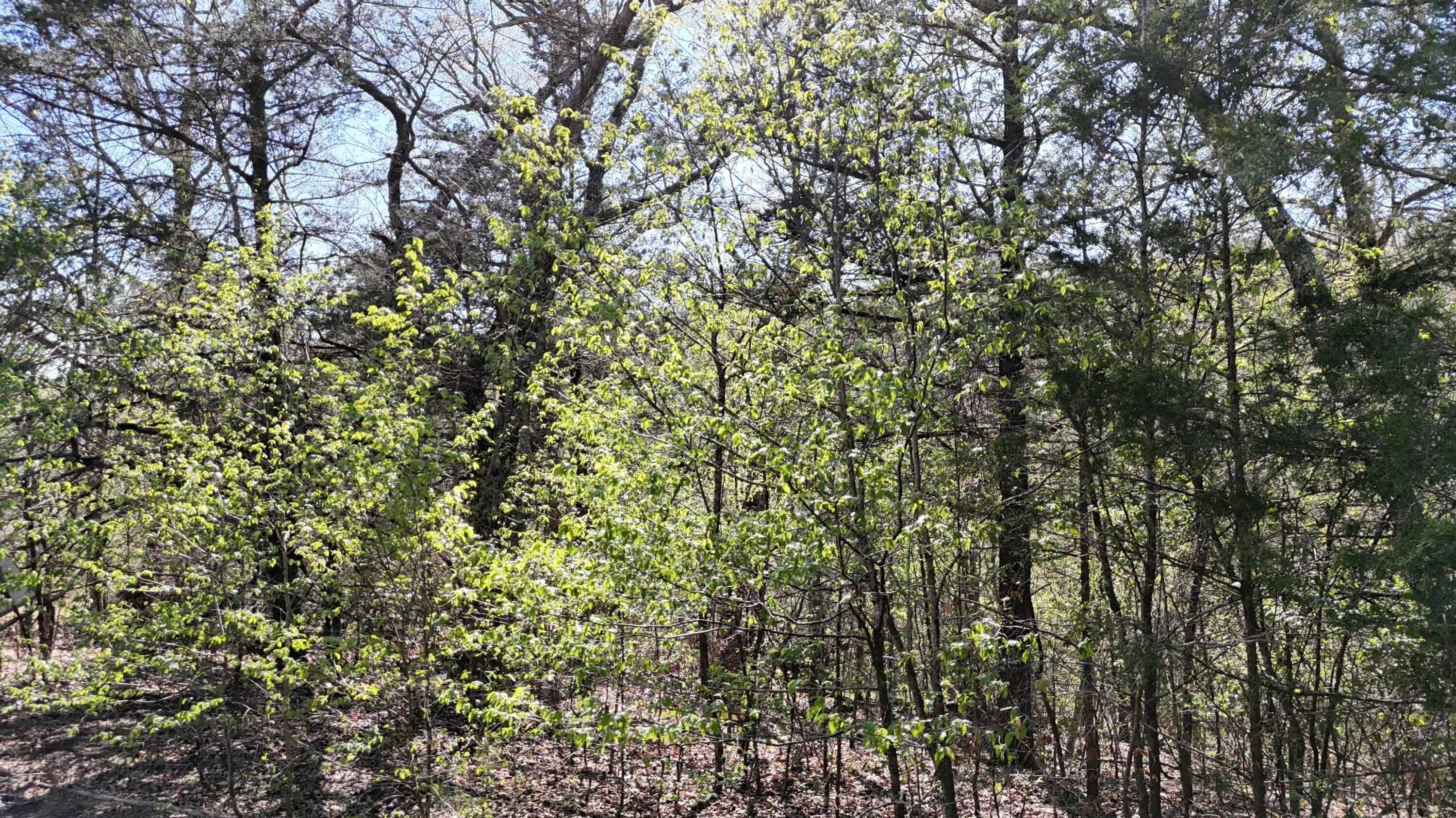 Shell Knob Land Opportunity