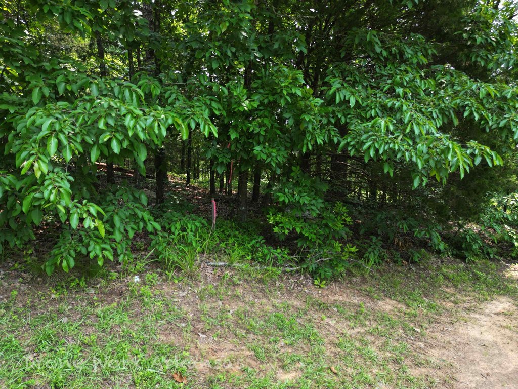Picture 31