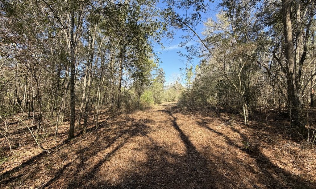 Picture 5