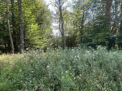 Lots/Land, Davis, WV
