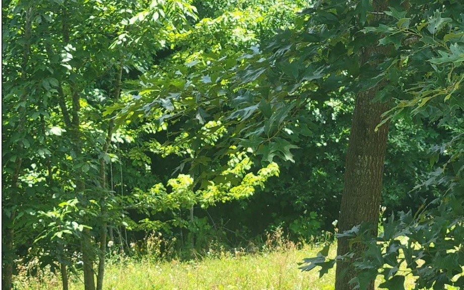 Picture 4
