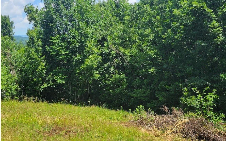 Picture 8