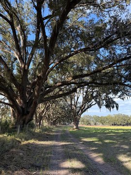 Chiefland, Florida 10-Acre Parcel