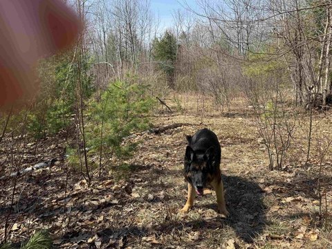 22 Acre Wooded Residential Land