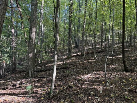 Vacant Lot, Ellijay, GA