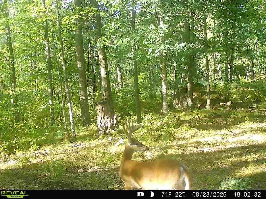 Picture 3