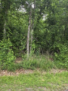 Lakeview Lot in Diamondhead