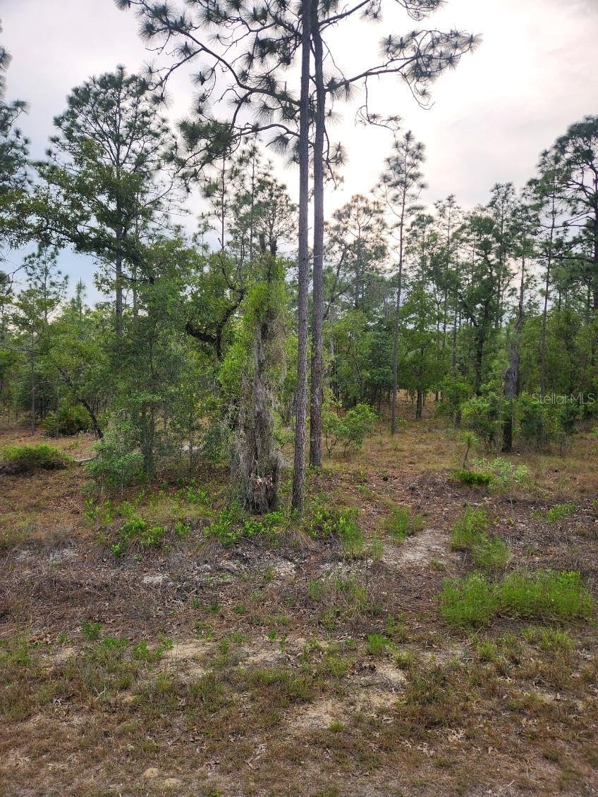 Spacious Buildable Lot in Dunnellon