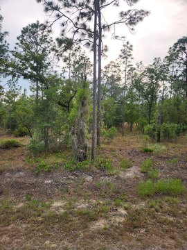 Spacious Buildable Lot in Dunnellon