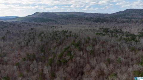 Undeveloped Forest Land For Sale