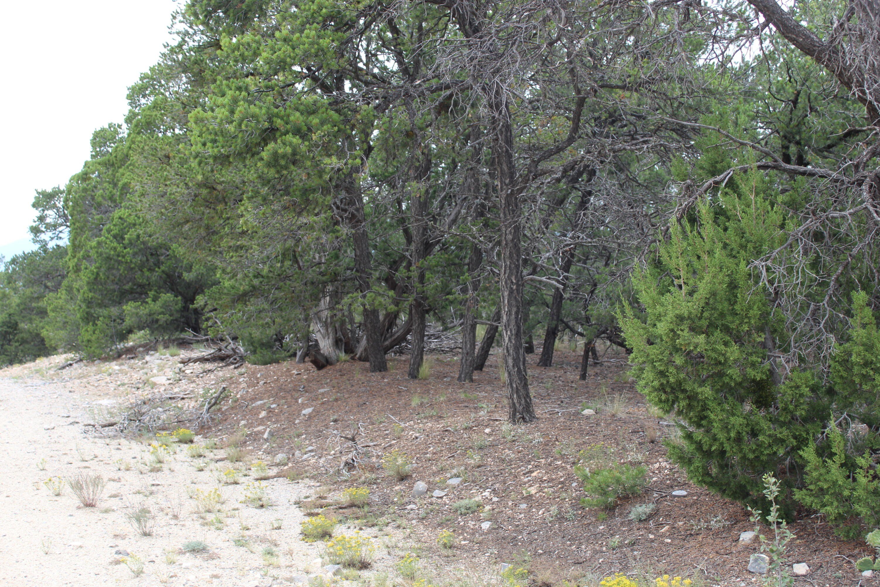 Wooded Land in Tijeras, NM