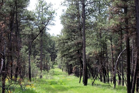 Secluded Montana Land with Pines