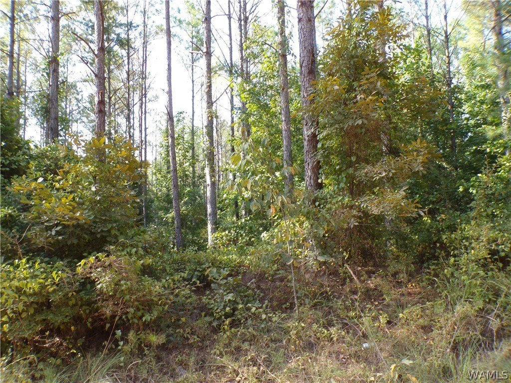 Picture 9
