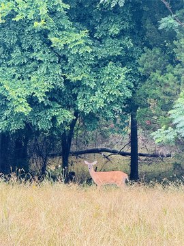 LAND - Whitney, TX