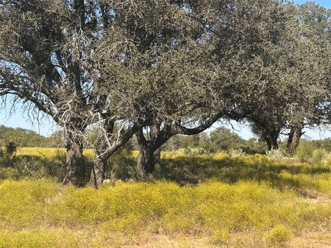 Livestock-Friendly Ranch Land