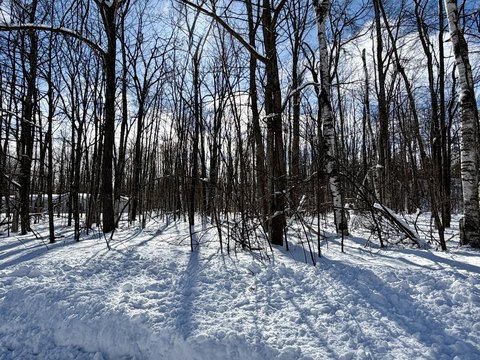 Wooded Lots with Lake Access