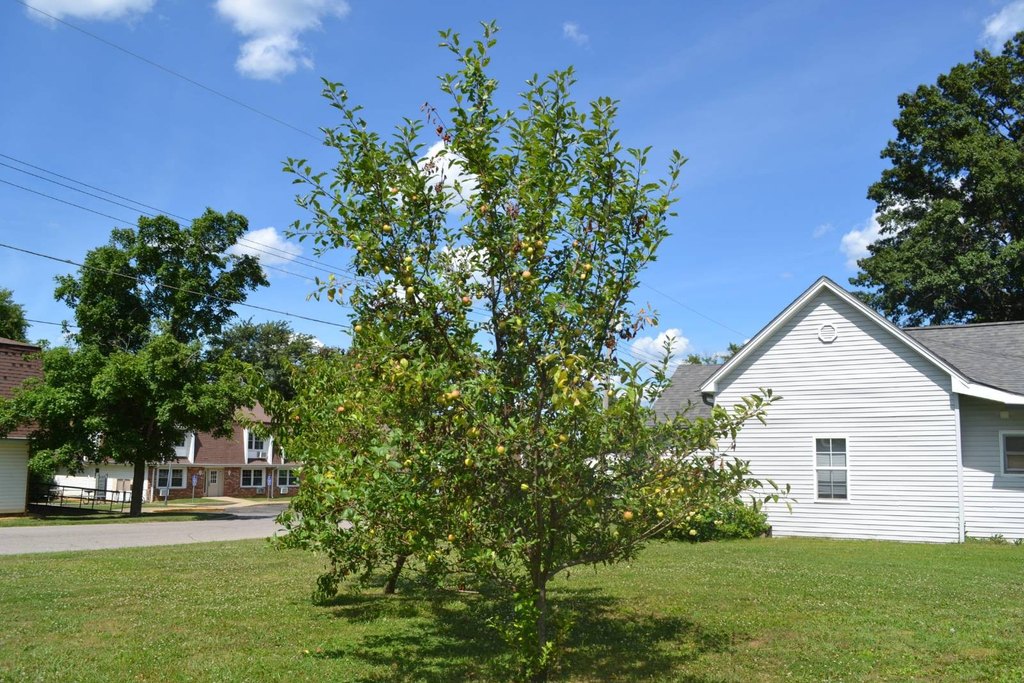 Picture 15