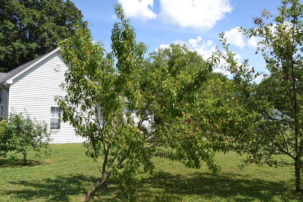 Picture 16