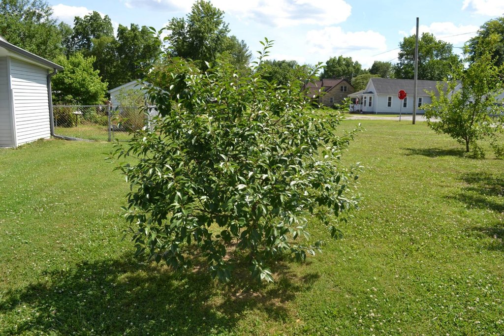 Picture 17