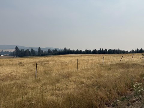 Tree-Farm Acreage with Private Drive