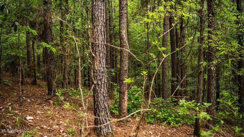 Crosby Land Near National Forest