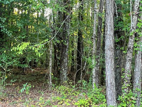 Land, Jasper, AL