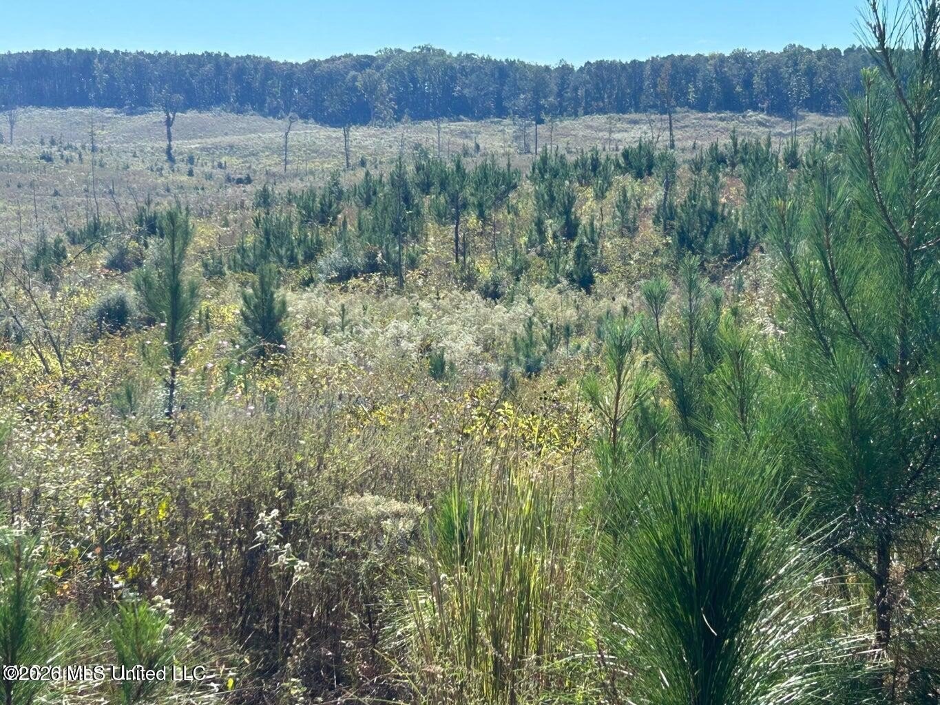 80 Acres of Pine Farmland