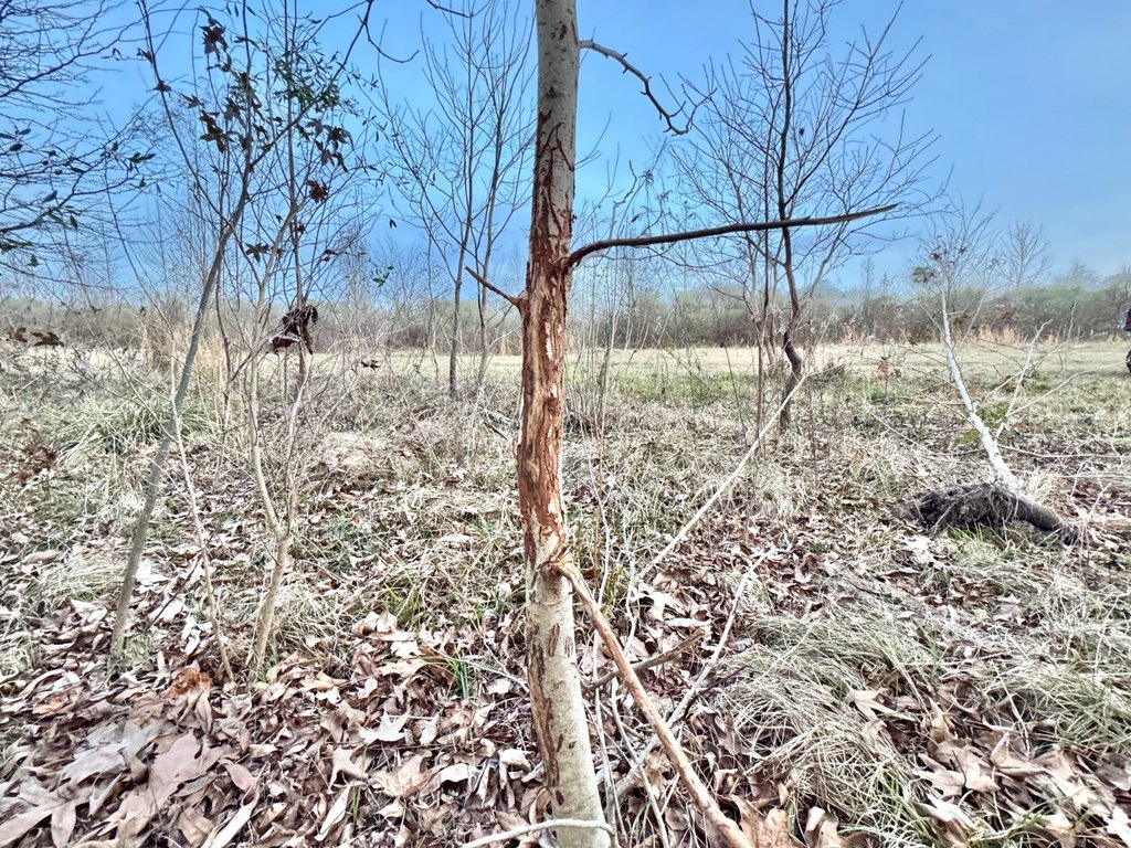 Picture 46