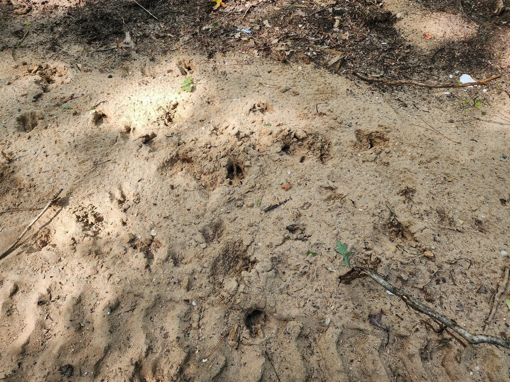 Picture 8