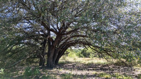 LAND - Evant, TX
