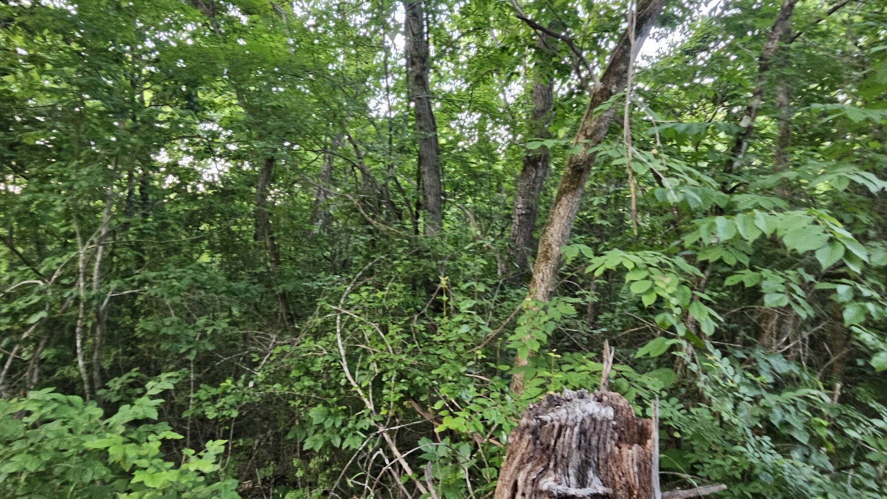 26 Acres Near Buffalo River