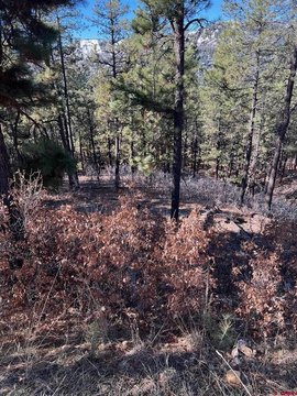 Land in Bayfield, Colorado