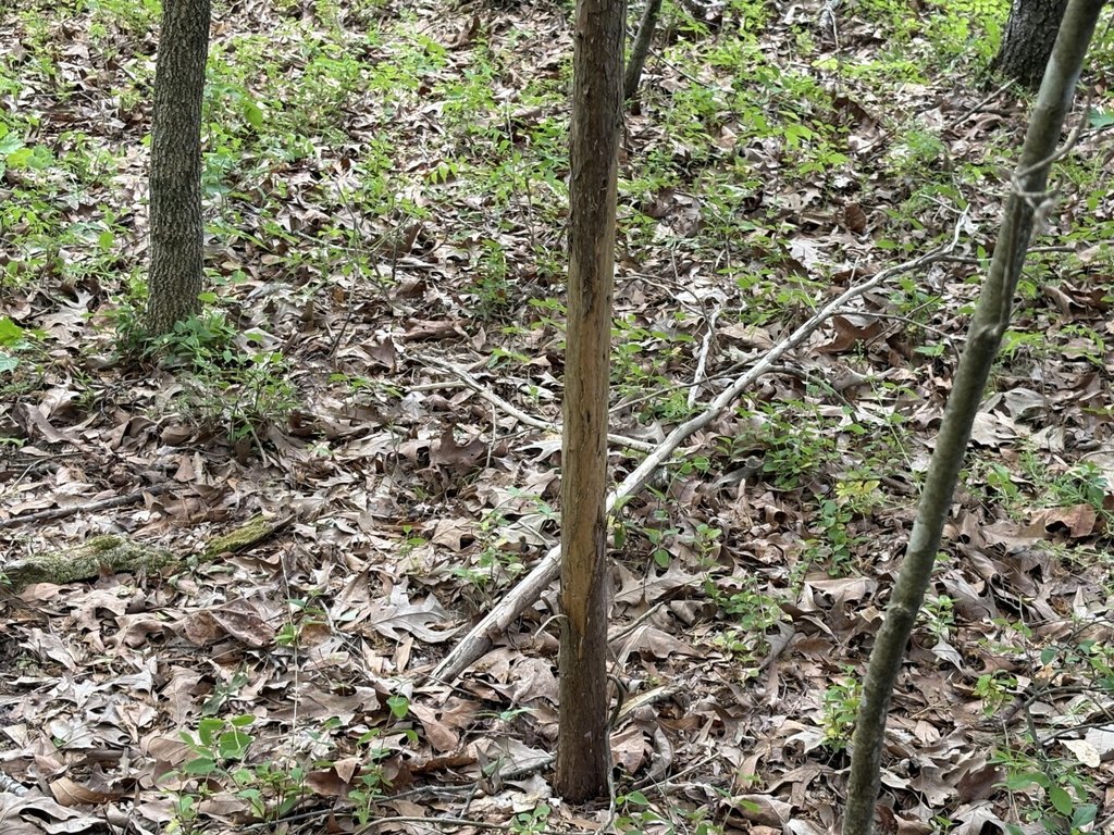Picture 9