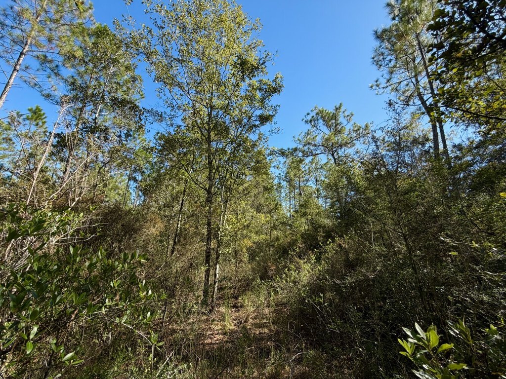 Picture 15