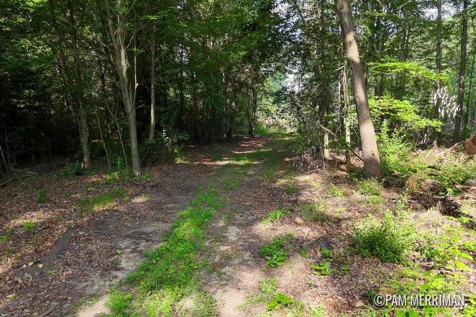 Trufant, MI Wooded 10 Acres