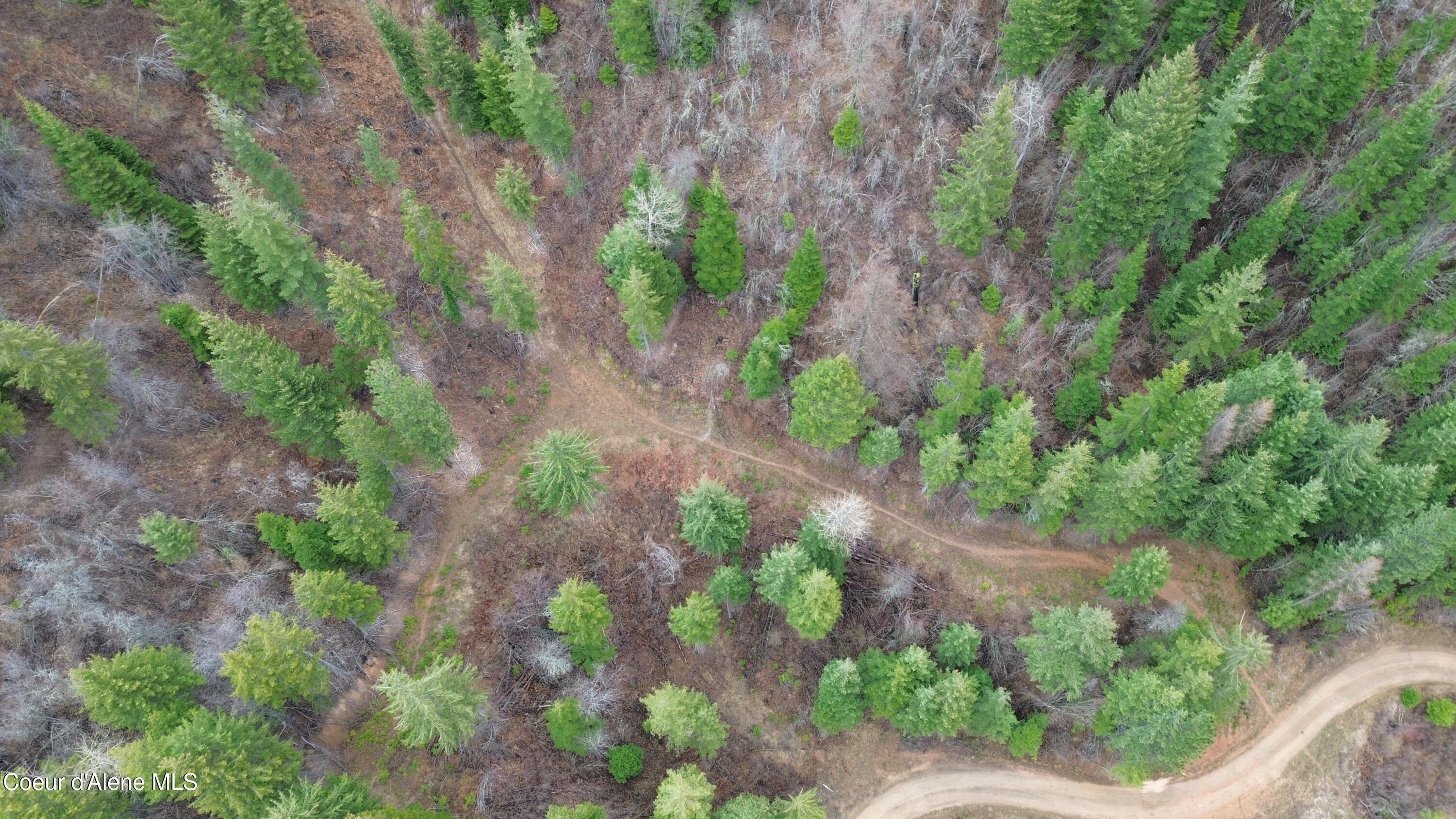Treed Land in St. Maries