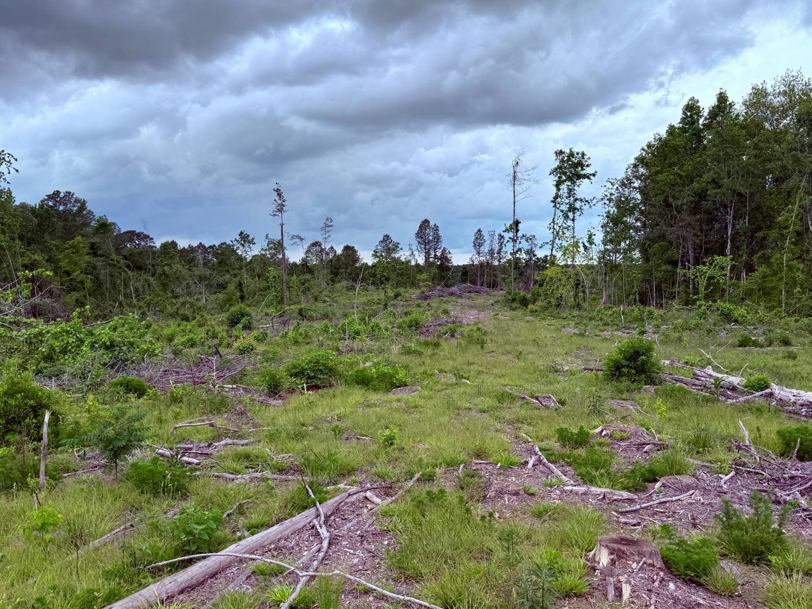 Recreational Land in Winston County