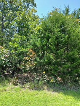 Land, Briarcliff, AR