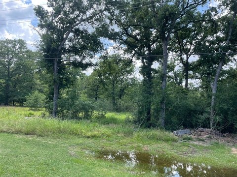 Wooded Waterfront Land in Quiet Cove