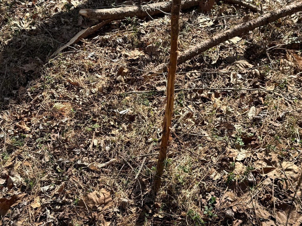 Picture 15