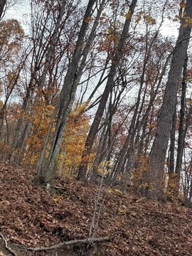 30 Acres with Tranquil Pond