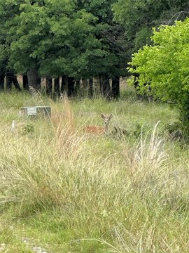 Residential Development Lot