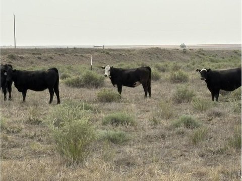 Agricultural Land with Mountain Views