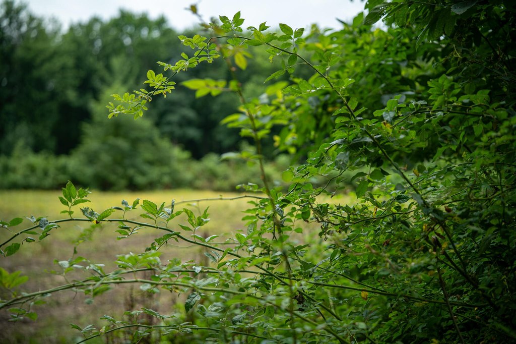 Picture 50